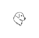 Golden Retriever 3