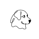 Golden Retriever 4