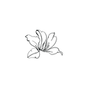 香港蘭花1