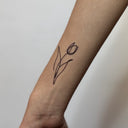 Fine Line Tulip