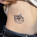 Short Hair Cat 4