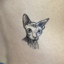 Sphynx 4