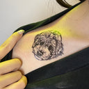 Poodle 1