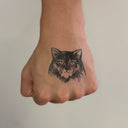 Long Hair Cat 3