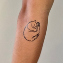 Long Hair Cat 8