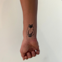 Long Hair Cat 4