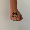 Shiba 6