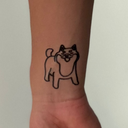 Shiba 8