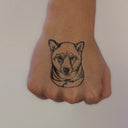 Shiba 2