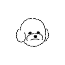 Bichon 8