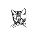 Domestic Cat 7