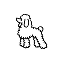 Poodle 9