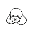 Poodle 4