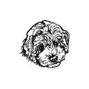 Poodle 1