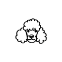 Poodle 10