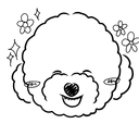 Bichon 9
