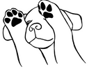 Golden Retriever 8