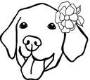 Golden Retriever 10