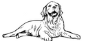 Golden Retriever 11