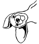 Mongrel 7