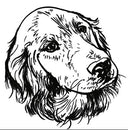 Golden Retriever 7