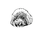 貴賓狗盲盒：半永久紋身
