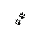 长毛猫盲盒：半永久纹身