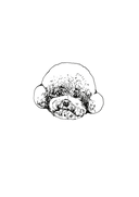 Bichon 3