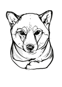 Shiba 2