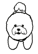 Bichon 4