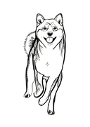Shiba 1