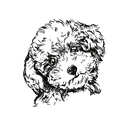 Poodle 4