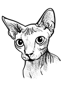 Sphynx 4