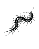 Centipede